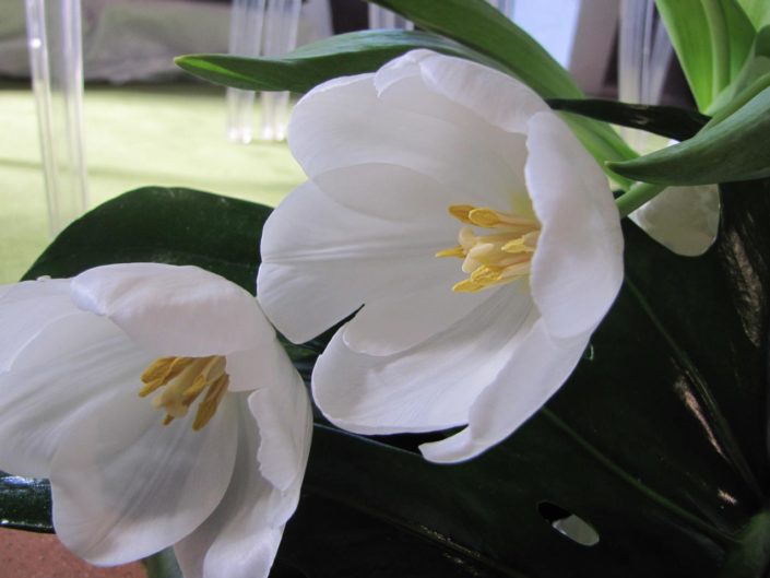 Tulipani e Coccinelle